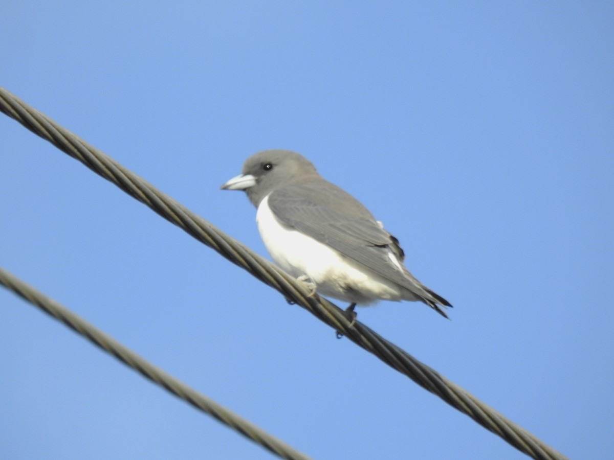 White-breasted Woodswallow - ML618285630