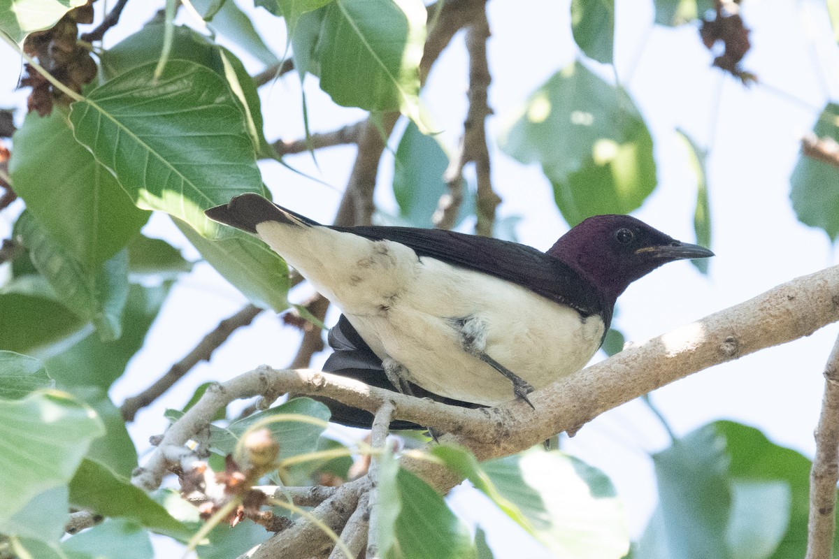Violet-backed Starling - ML618285634