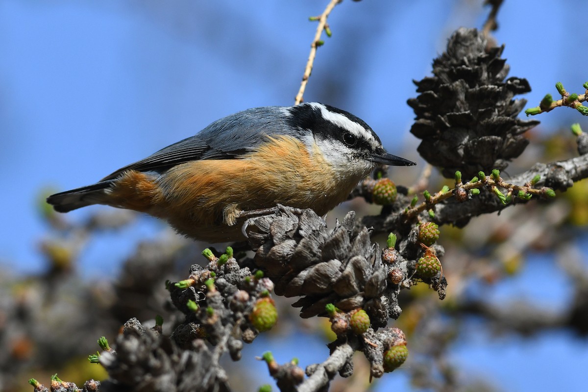 Red-breasted Nuthatch - David M. Bell
