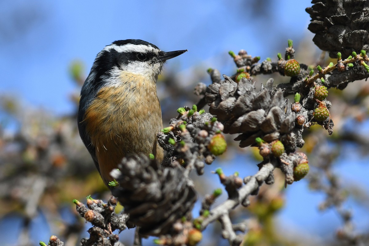 Red-breasted Nuthatch - ML618285649
