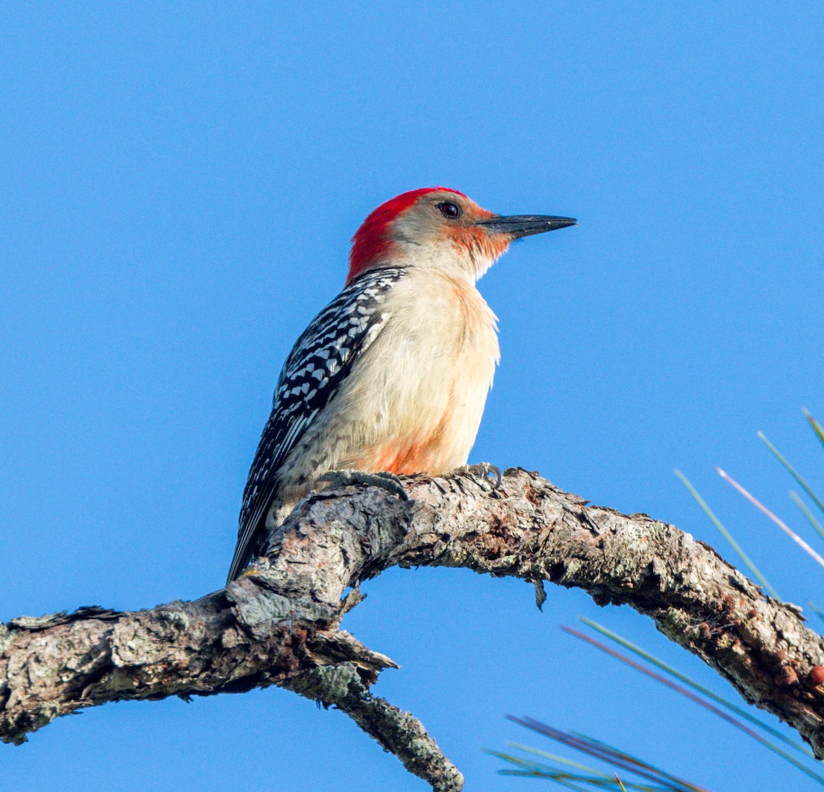 Red-bellied Woodpecker - Peter Galvin