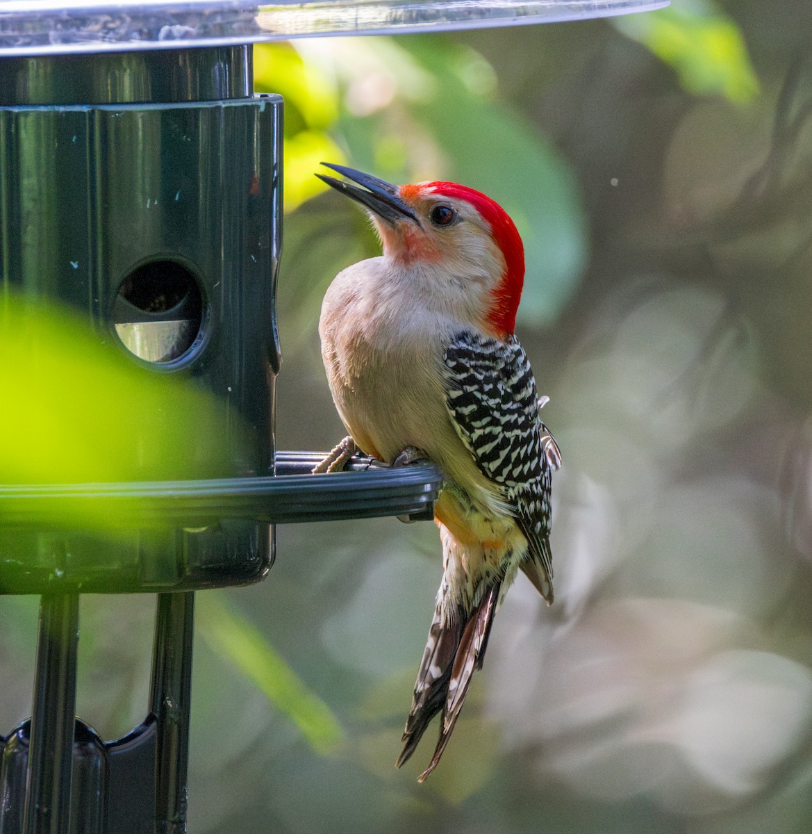 Red-bellied Woodpecker - Peter Galvin