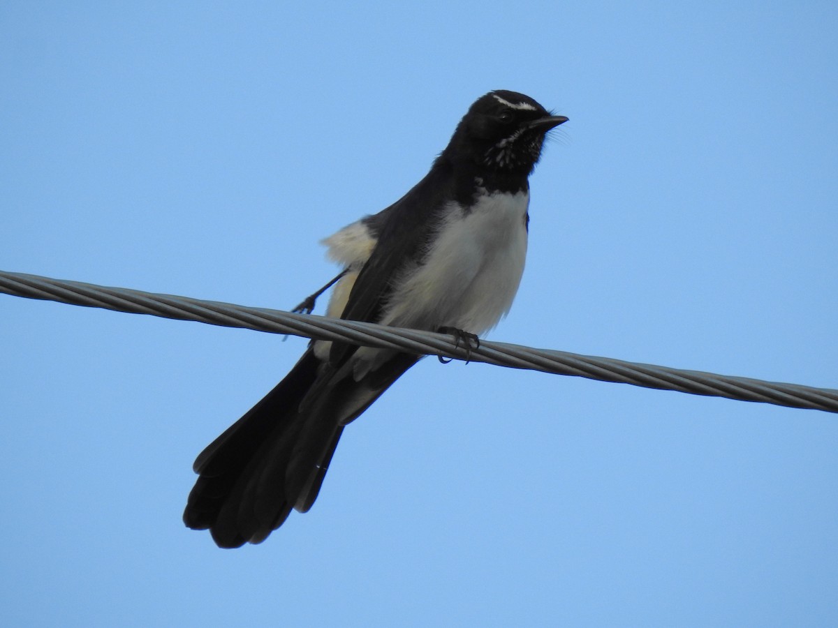 Willie-wagtail - ML618285693