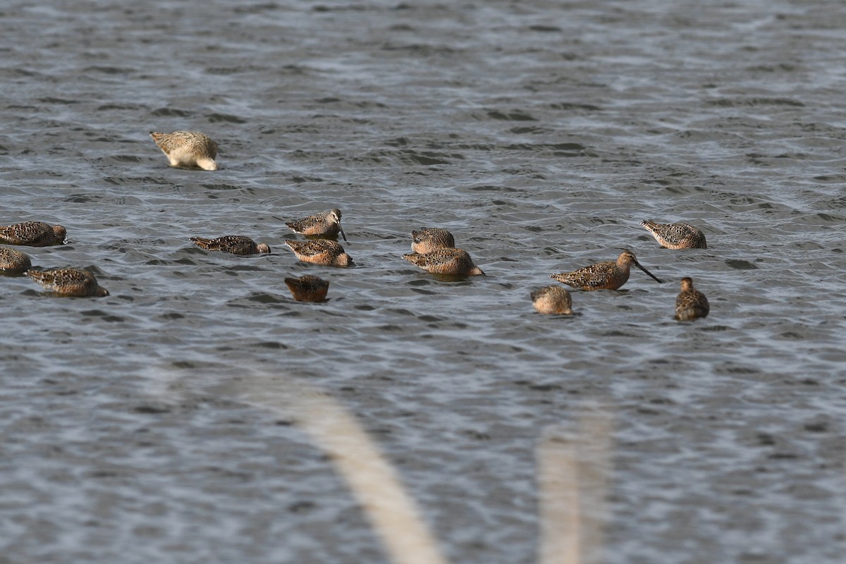 Long-billed Dowitcher - ML618285720