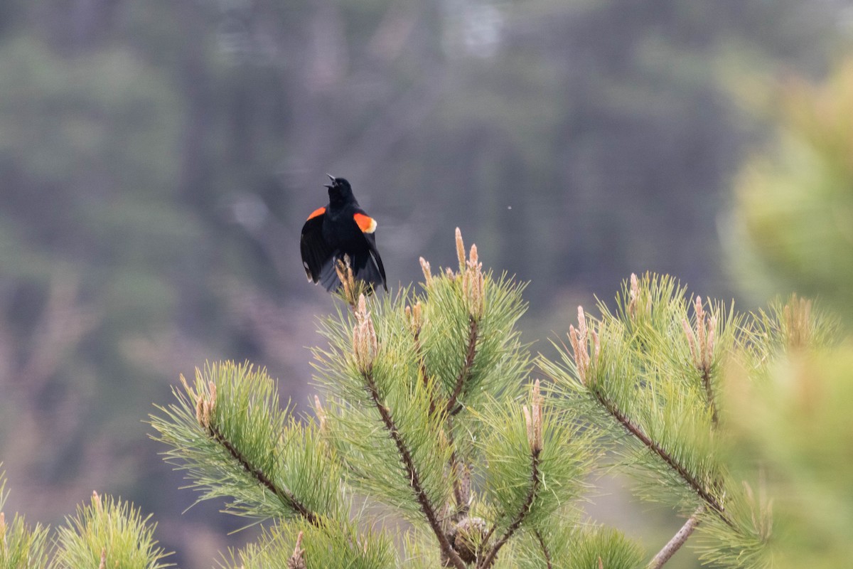 Red-winged Blackbird - ML618285741