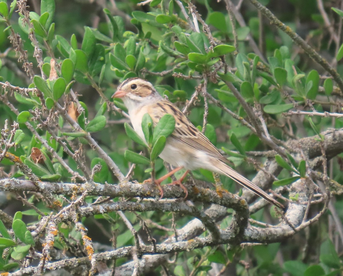 Clay-colored Sparrow - ML618285744