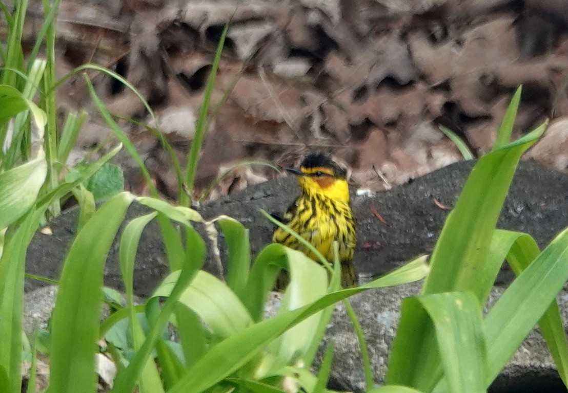 Cape May Warbler - ML618285779