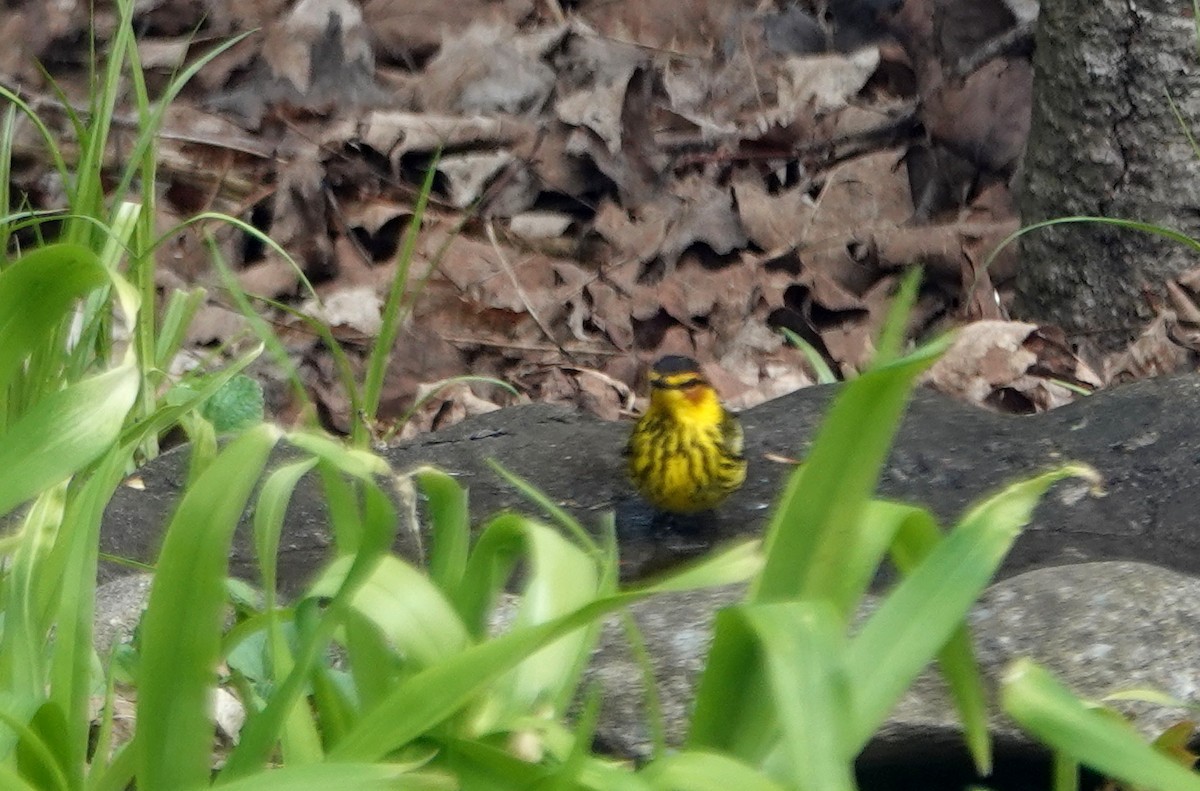 Cape May Warbler - ML618285786