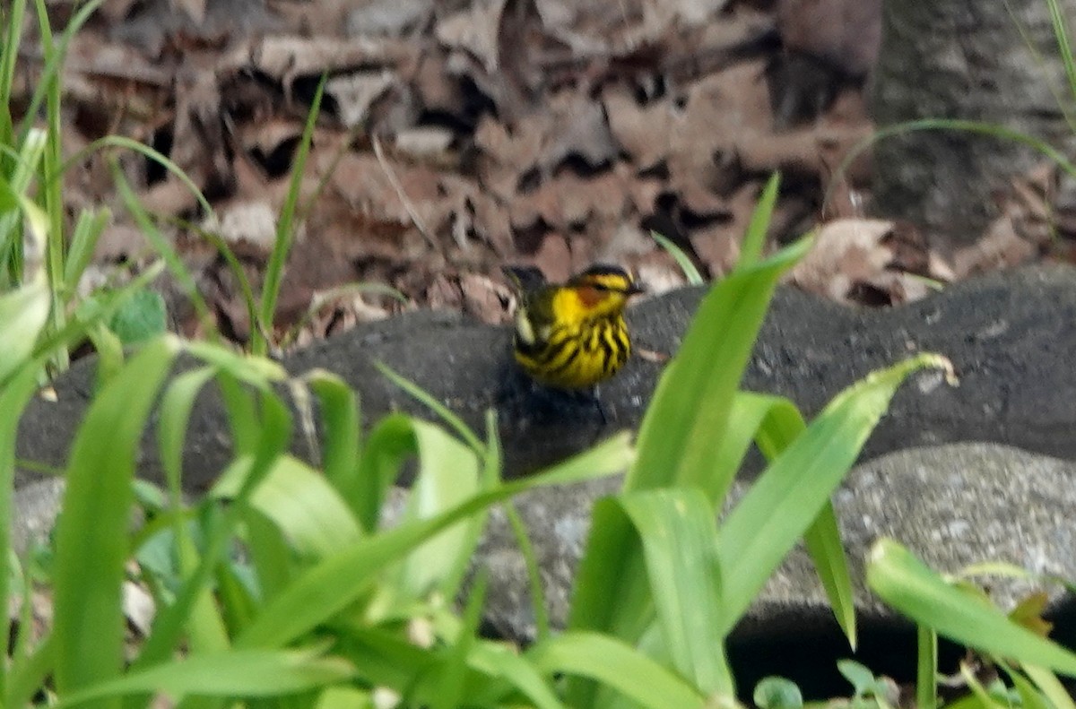Cape May Warbler - ML618285810