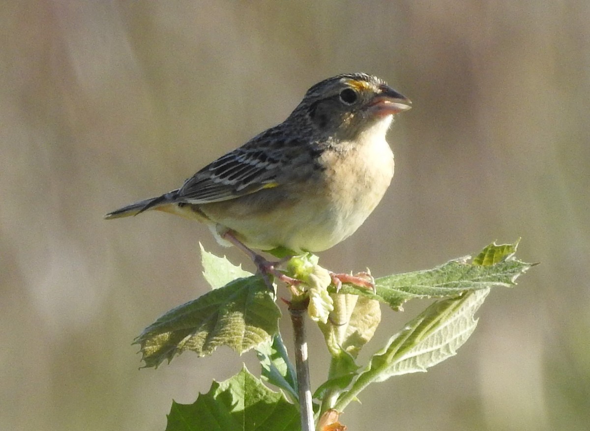 Grasshopper Sparrow - ML618285826