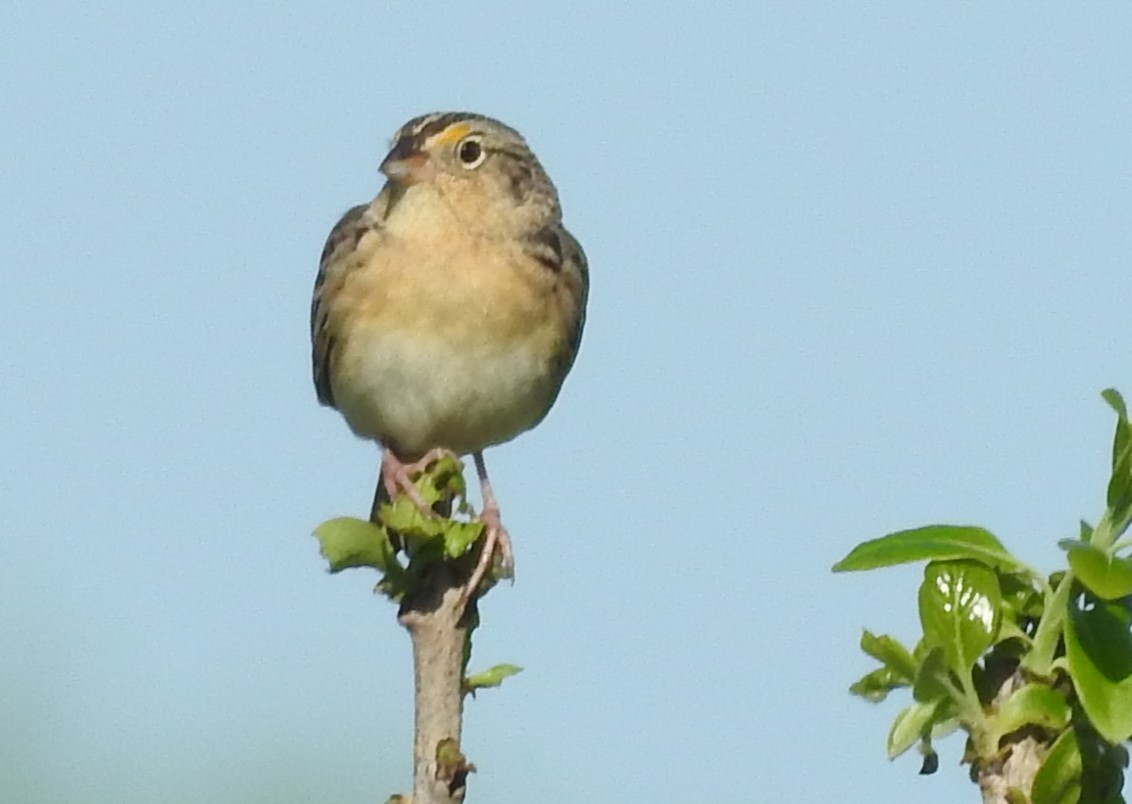 Grasshopper Sparrow - ML618285828