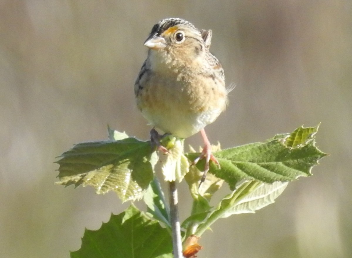 Grasshopper Sparrow - ML618285830