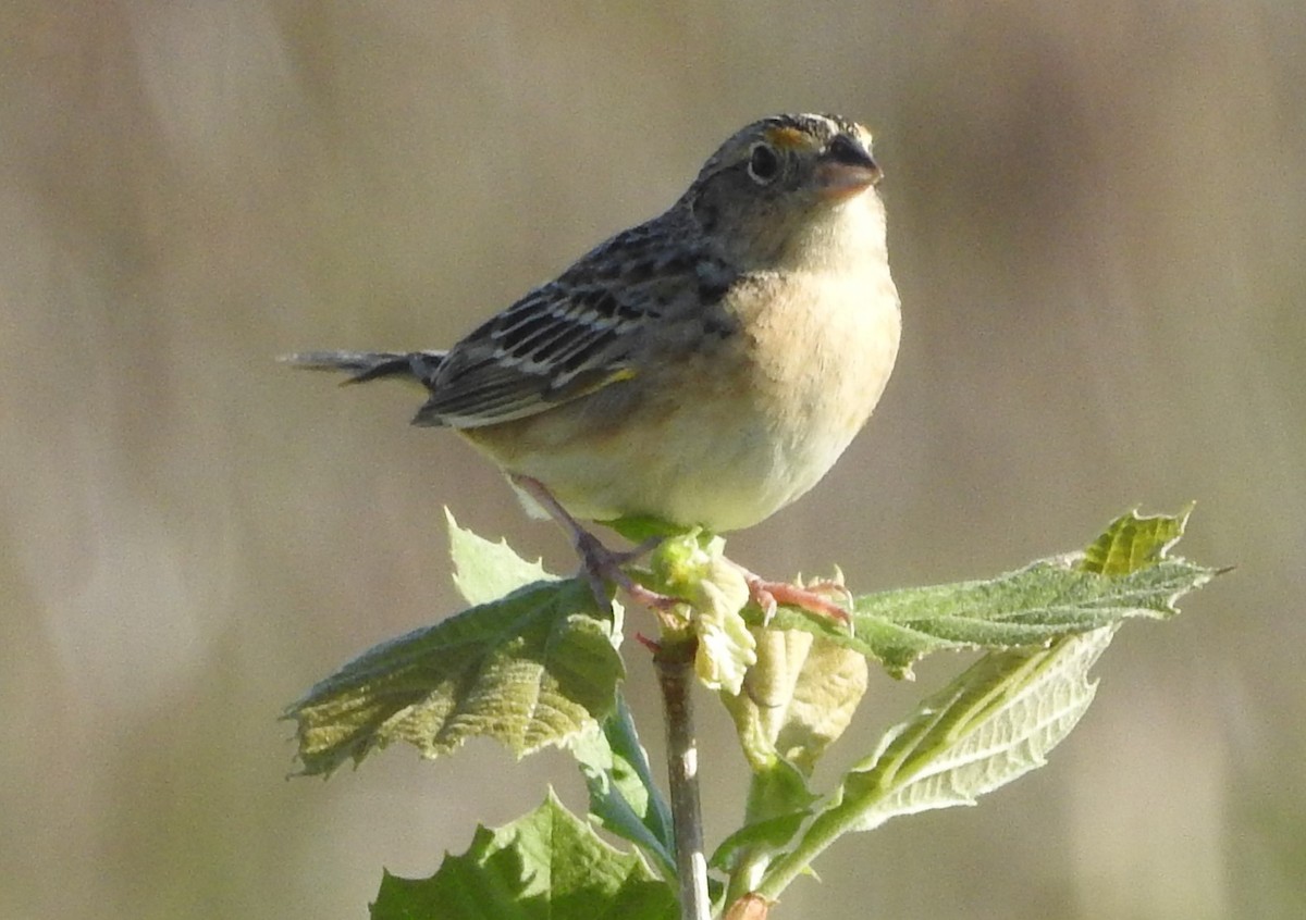 Grasshopper Sparrow - ML618285831
