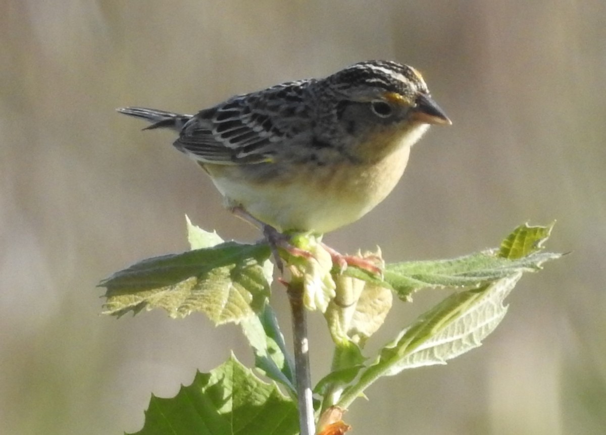 Grasshopper Sparrow - ML618285832