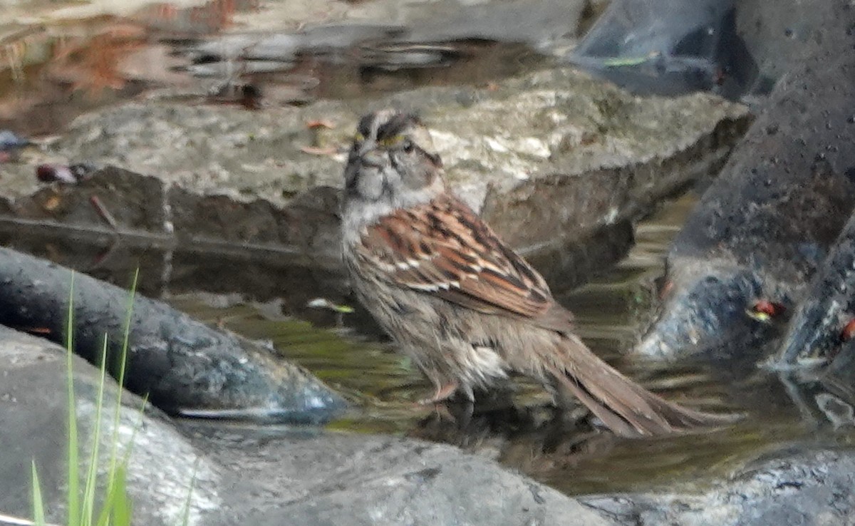 White-throated Sparrow - ML618285834