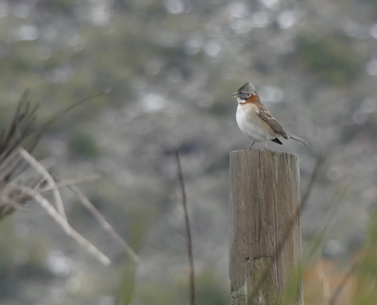 Rufous-collared Sparrow - ML618285840