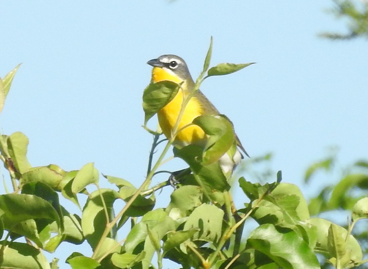 Yellow-breasted Chat - ML618285866