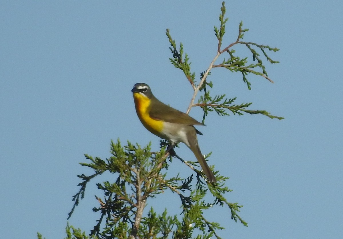 Yellow-breasted Chat - ML618285867