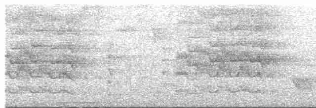 Pabuç Gagalı Tiran - ML618285872