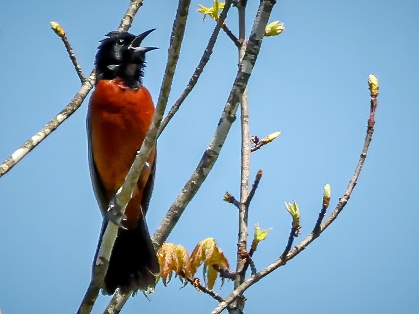Orchard Oriole - ML618285883