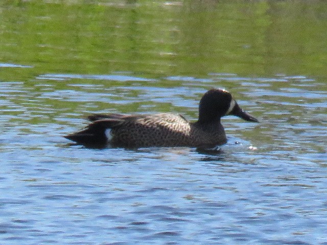 Blue-winged Teal - Don Wilshere