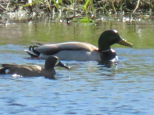 Blue-winged Teal - ML618285921