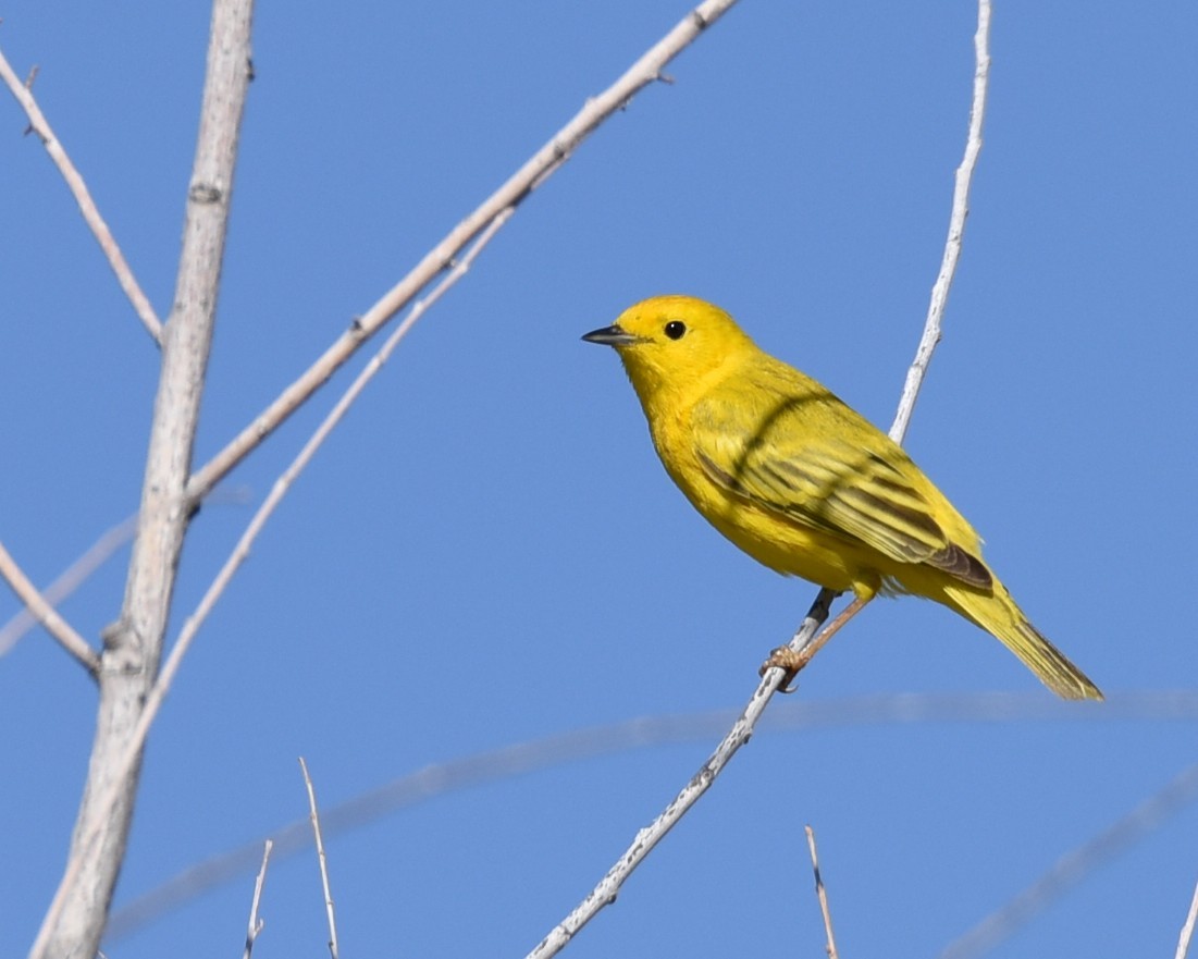Yellow Warbler - Lynn Kohler