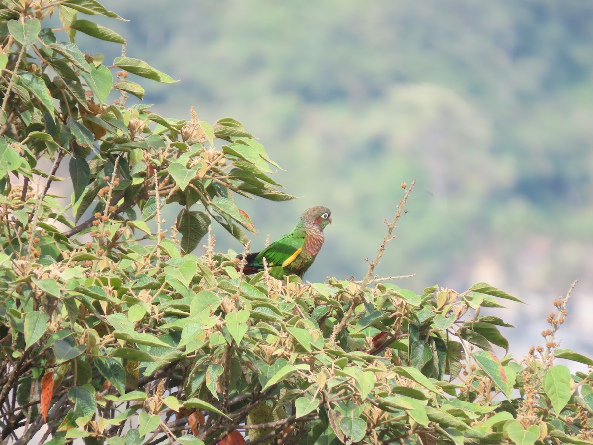 Brown-breasted Parakeet - ML618285962