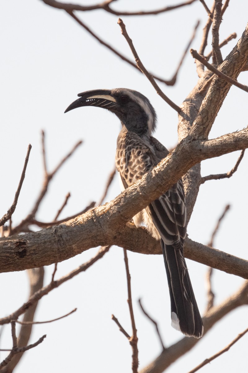 African Gray Hornbill - ML618285986