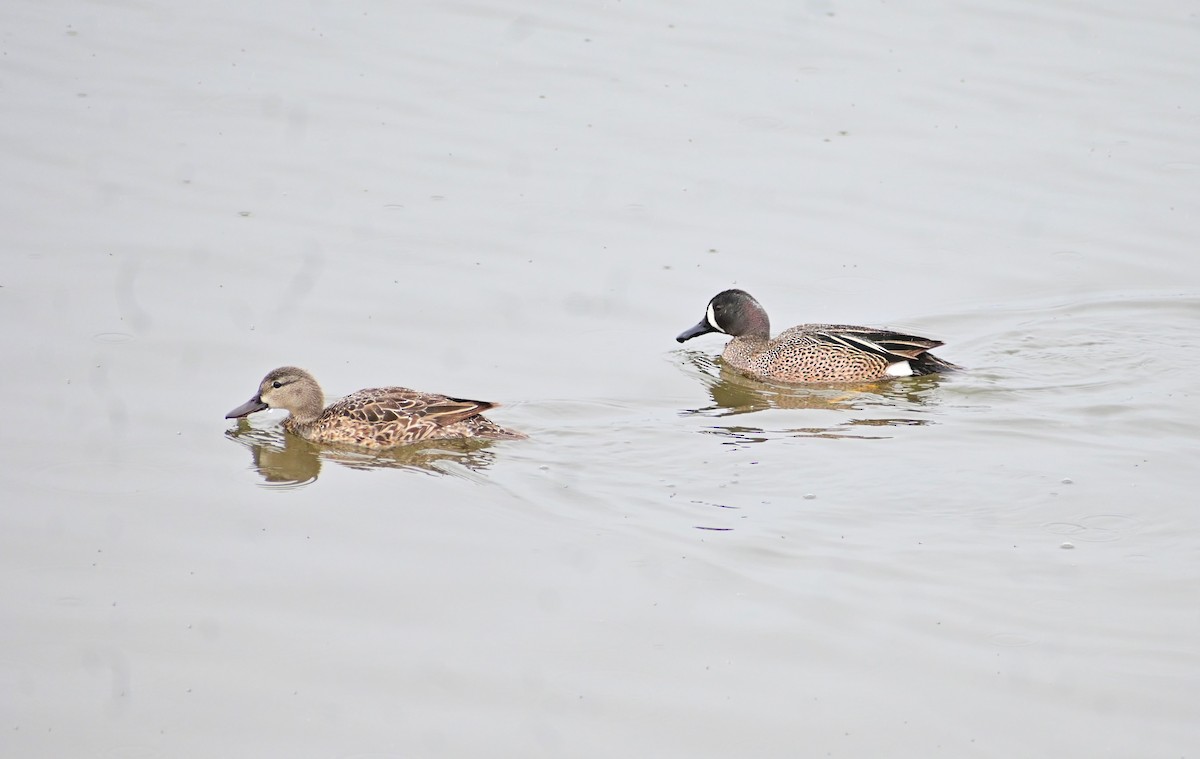 Blue-winged Teal - ML618286008