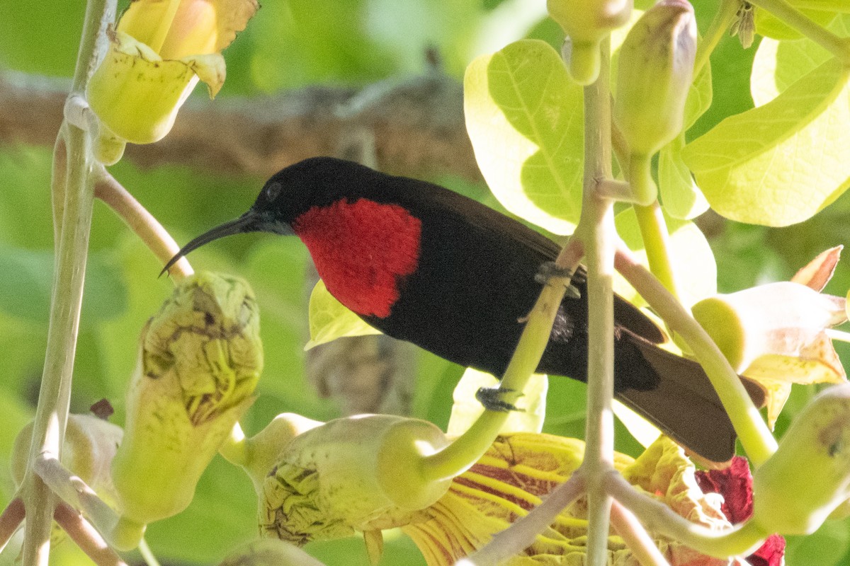 Scarlet-chested Sunbird - ML618286020