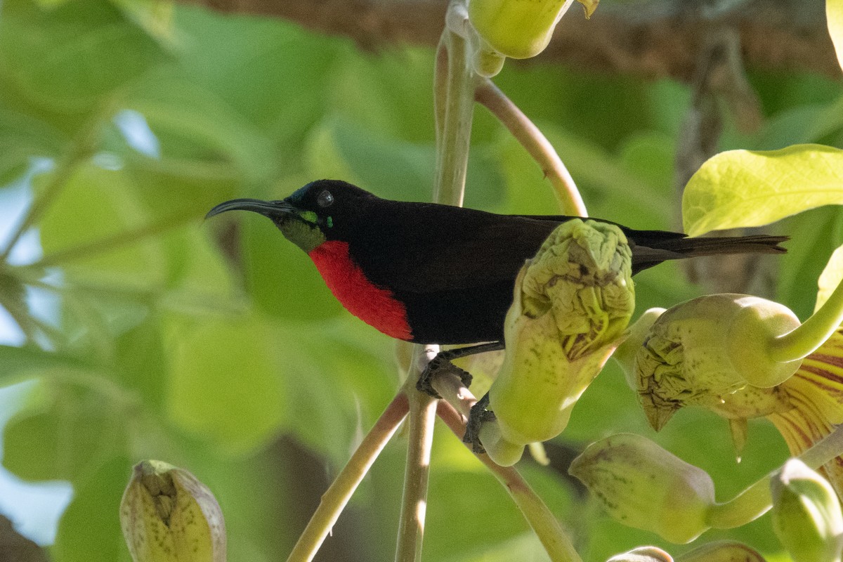 Scarlet-chested Sunbird - Ross Bartholomew