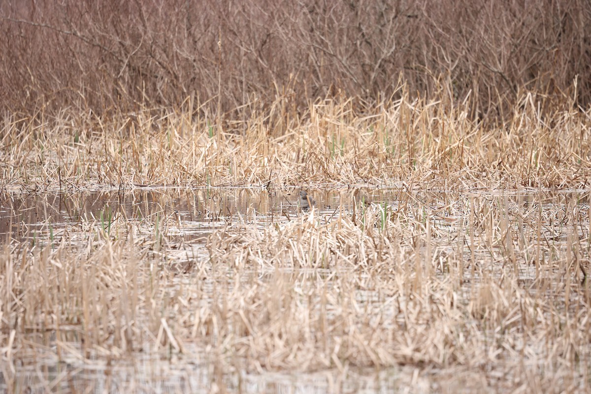 Pied-billed Grebe - Marie Provost
