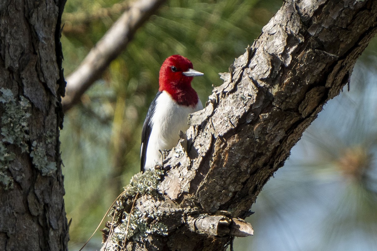 Red-headed Woodpecker - Helen Chelf