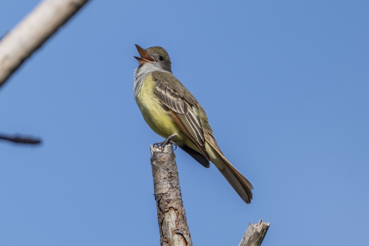 Great Crested Flycatcher - ML618286090