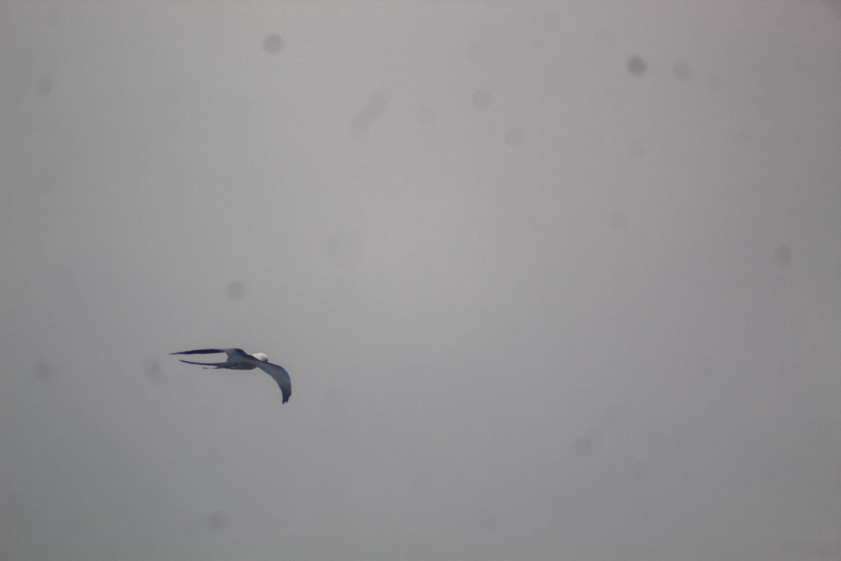 Swallow-tailed Kite - ML618286091