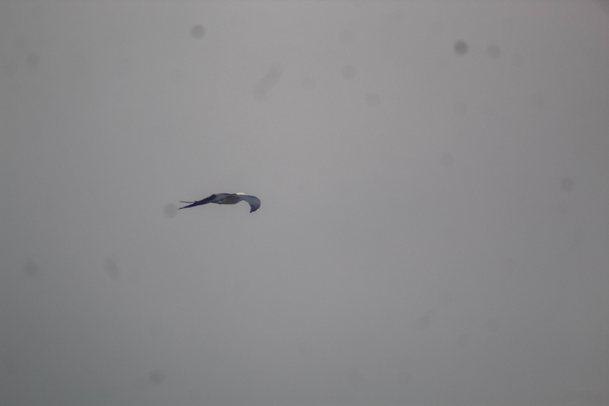 Swallow-tailed Kite - ML618286092