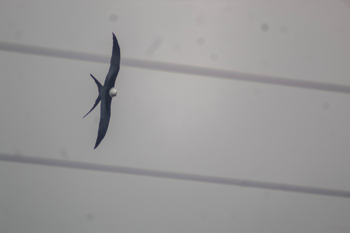 Swallow-tailed Kite - ML618286093
