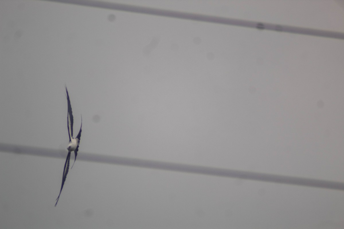 Swallow-tailed Kite - ML618286096