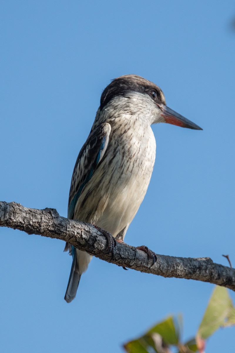 Striped Kingfisher - Ross Bartholomew