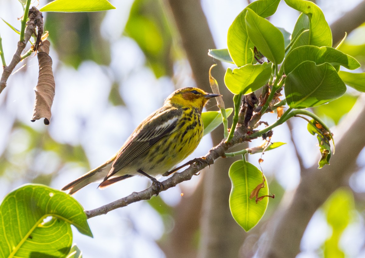Cape May Warbler - ML618286126