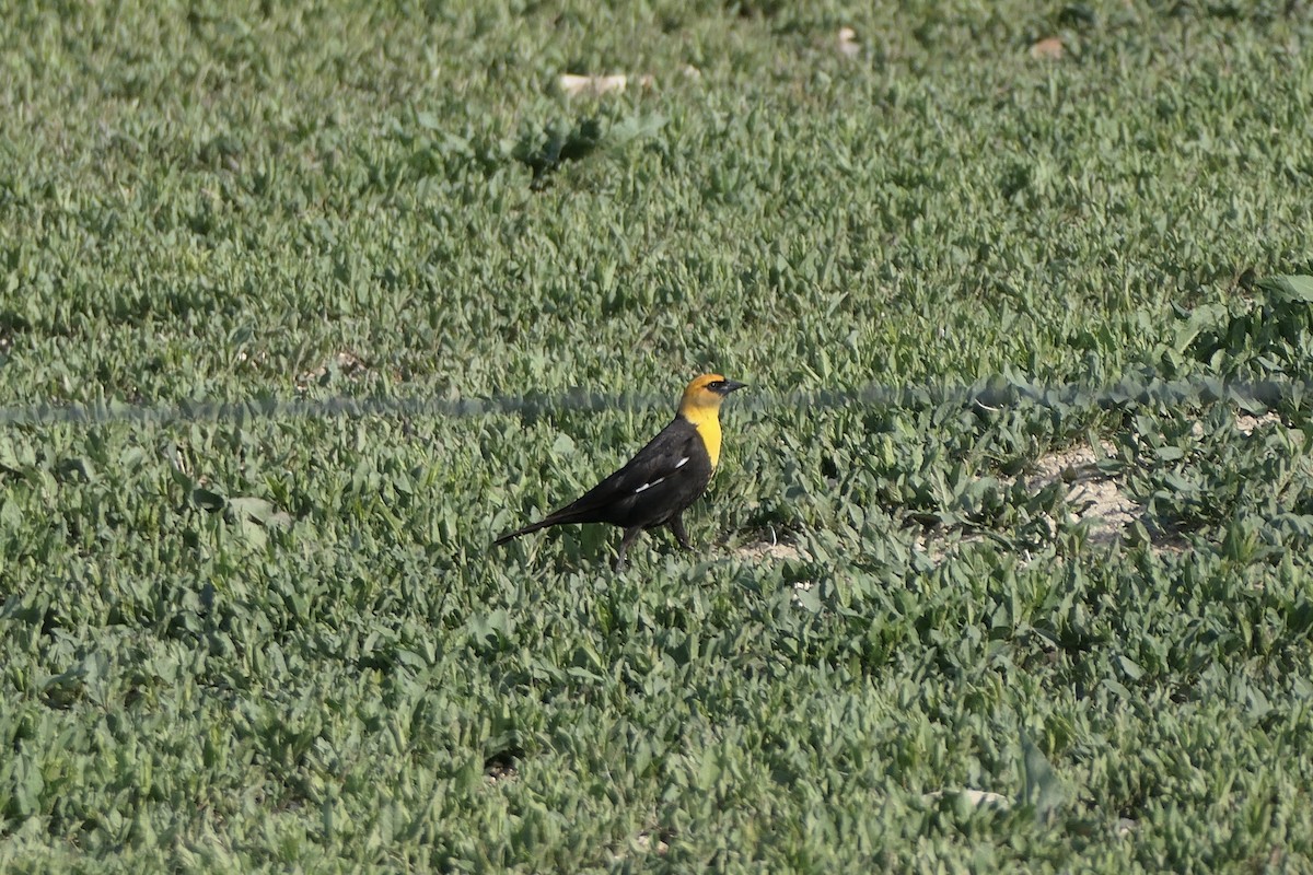 Yellow-headed Blackbird - Lauren Hatch