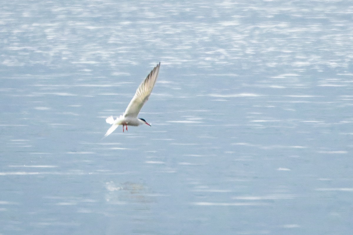 Common Tern - ML618286212