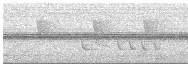 Белокрылый бекард - ML618286215