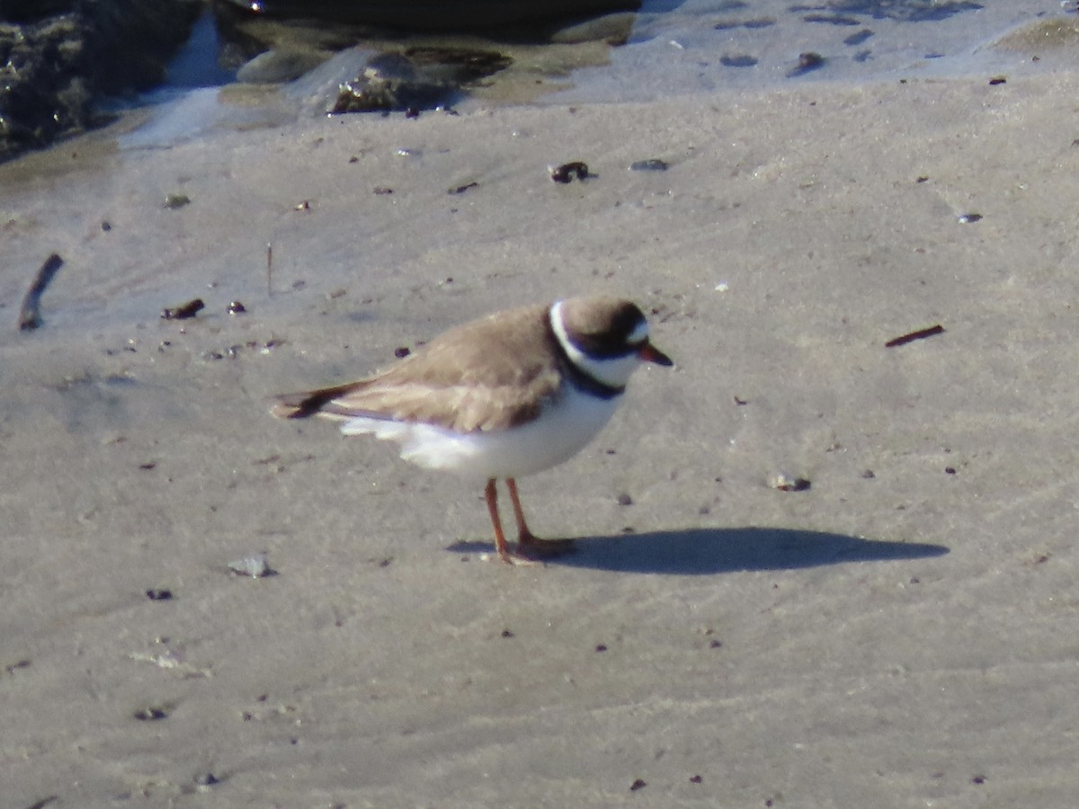 Semipalmated Plover - ML618286234
