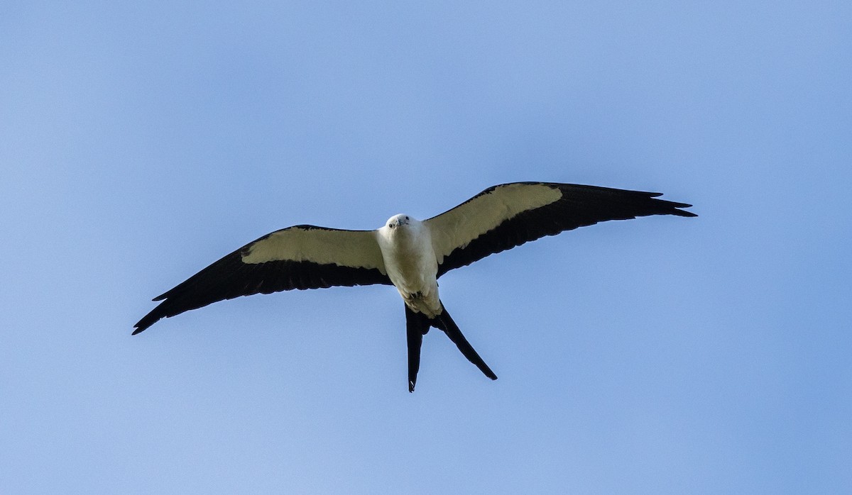 Swallow-tailed Kite - Peter Galvin