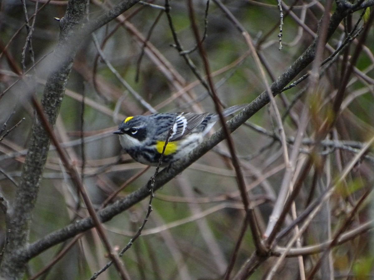 Yellow-rumped Warbler - michael hanley