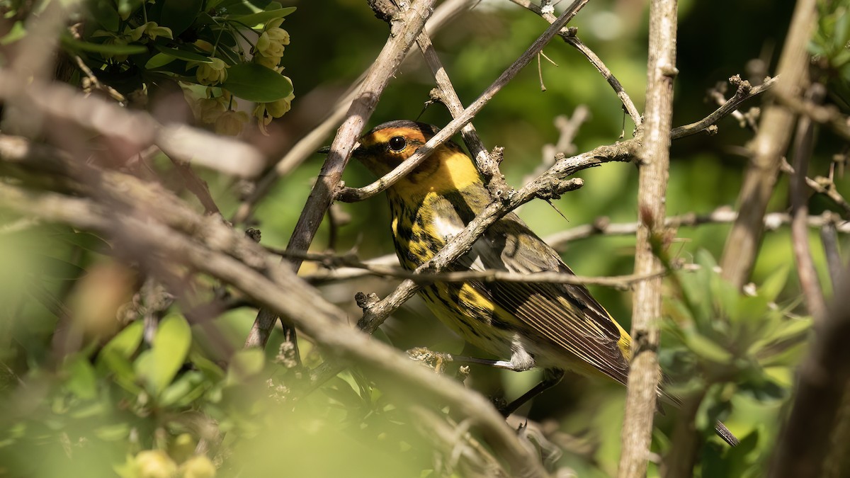 Cape May Warbler - ML618286302