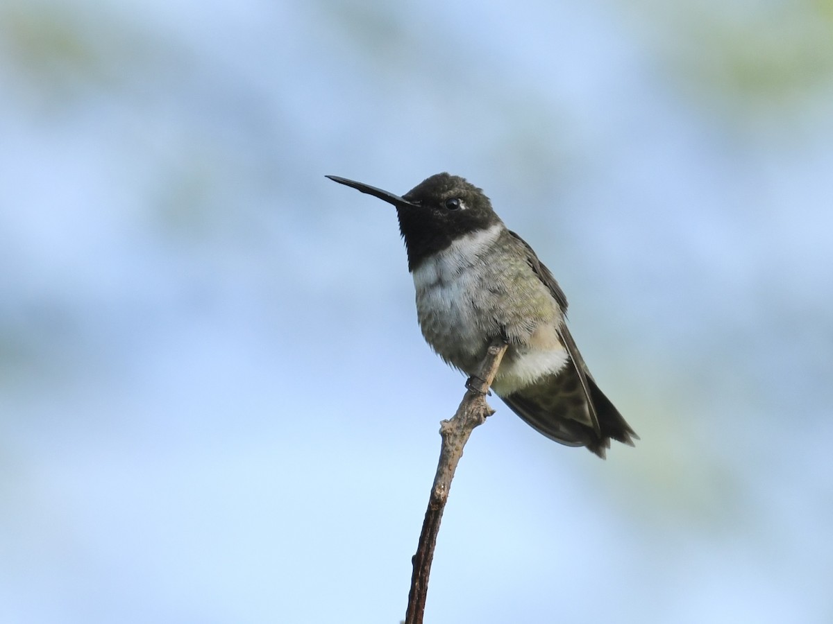 Black-chinned Hummingbird - ML618286336