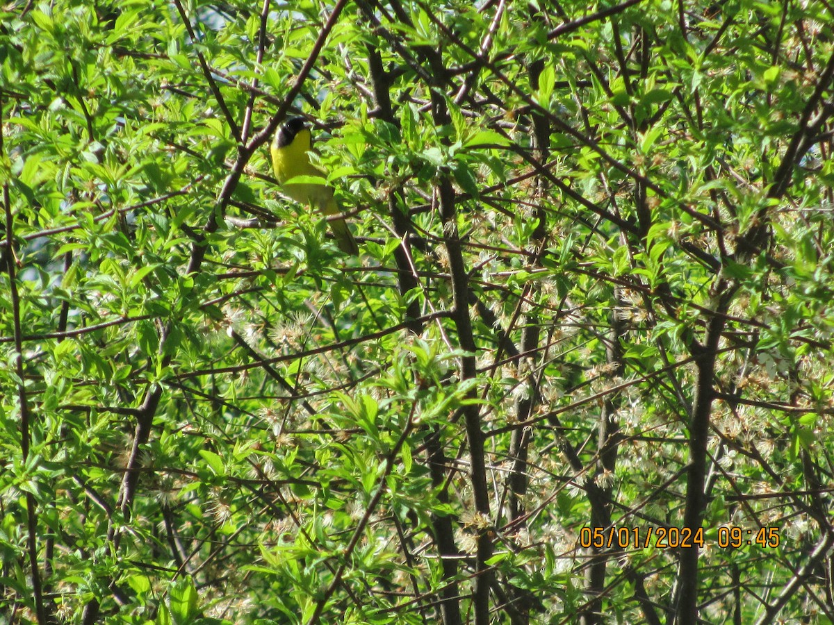 Common Yellowthroat - tony jasinski